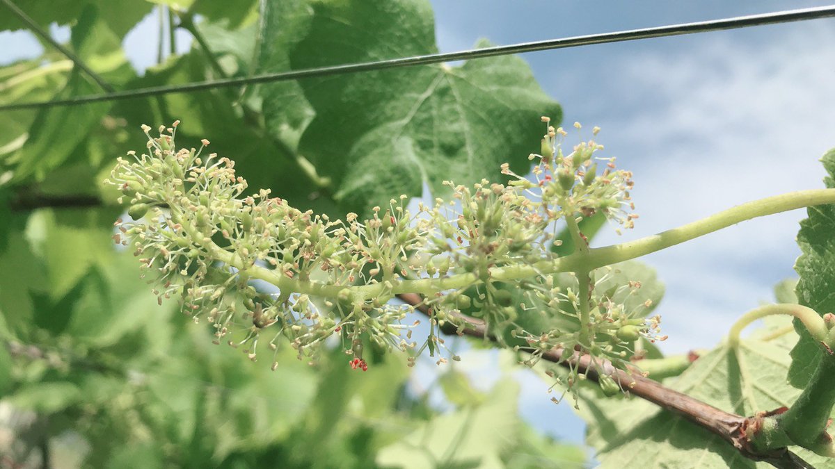 山梨県庁 Na Twitteru ぶどうの花が咲き始めました 花 といっても花びらはありません つぼみの外皮が帽子のように外れると 中から雄しべと雌しべが現れ 開花となります 白くて小さく とてもかわいらしい印象を受けます これから美味しく育つ ぶどうを想像すると 山梨県庁 Na Twitteru ぶどうの花が咲き始めました 花 といっても花びらはありません つぼみの外皮が帽子のように外れると 中から雄しべと雌しべが現れ 開花となります 白くて小さく とてもかわいらしい印象を受けます これから美味しく育つ ぶどうを想像すると