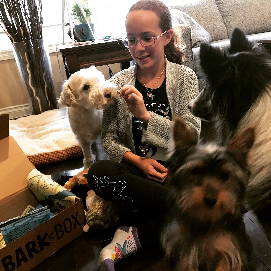 arianaleroux's tweet photo. Barkbox arrived for Star &amp; the little got her extra toy as well. It was all drool, wagging tails and excitement! #barkbox #barkboxday #yorkiesofinstagram #sheltiesofinstagram #yeg https://t.co/QC88aB0ALI