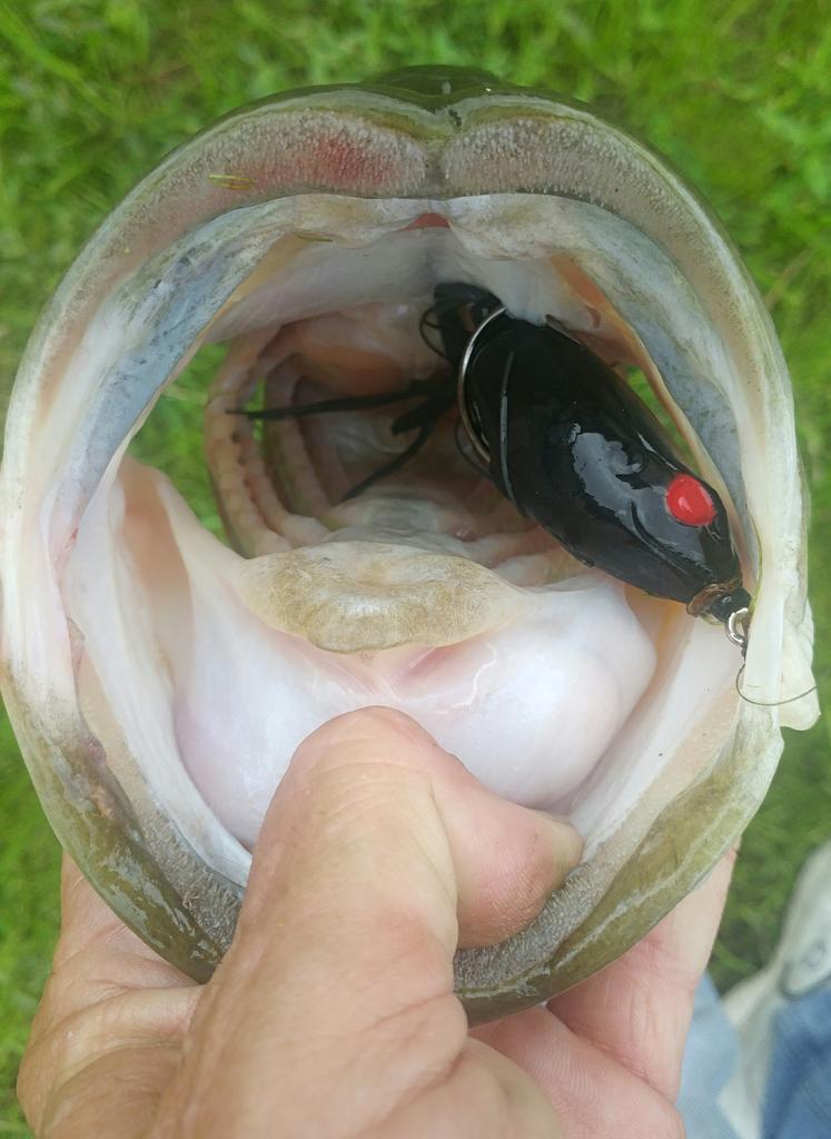 BassFishinNNVA's tweet photo. When they eat a @spro_usa Bronzeeye Frog like this, you know its good!! #whatgetsyououtdoors #itsinmynature #fishinglife #frog #frogfishing #TeamSPRO https://t.co/dZwhht14aF