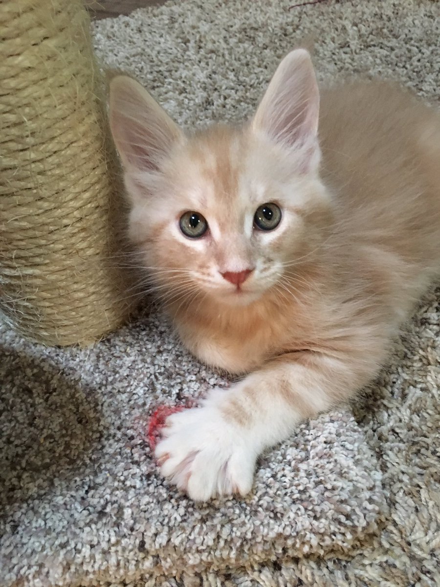 Love this baby Simba!!