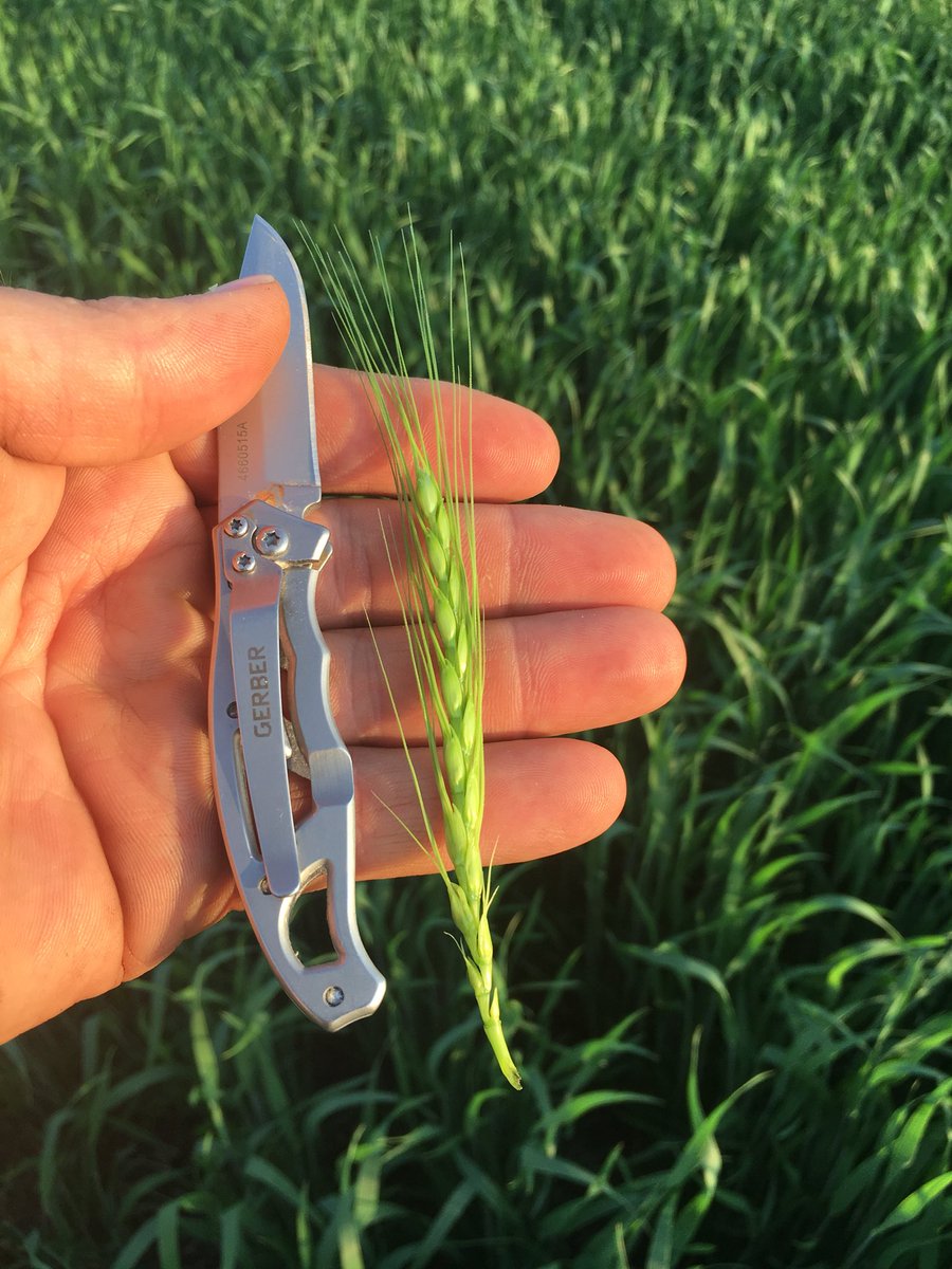 PaulDesRosiers5's tweet photo. Winter wheat 🌾 at flag Leaf
#Pioneer #25R46 #soilhealth https://t.co/cvSxEUzZtw