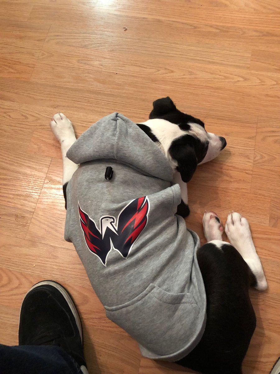 VHS4eva's tweet photo. Otis got his gear ready #ALLCAPS #CapsDog https://t.co/joGX2ffNUX
