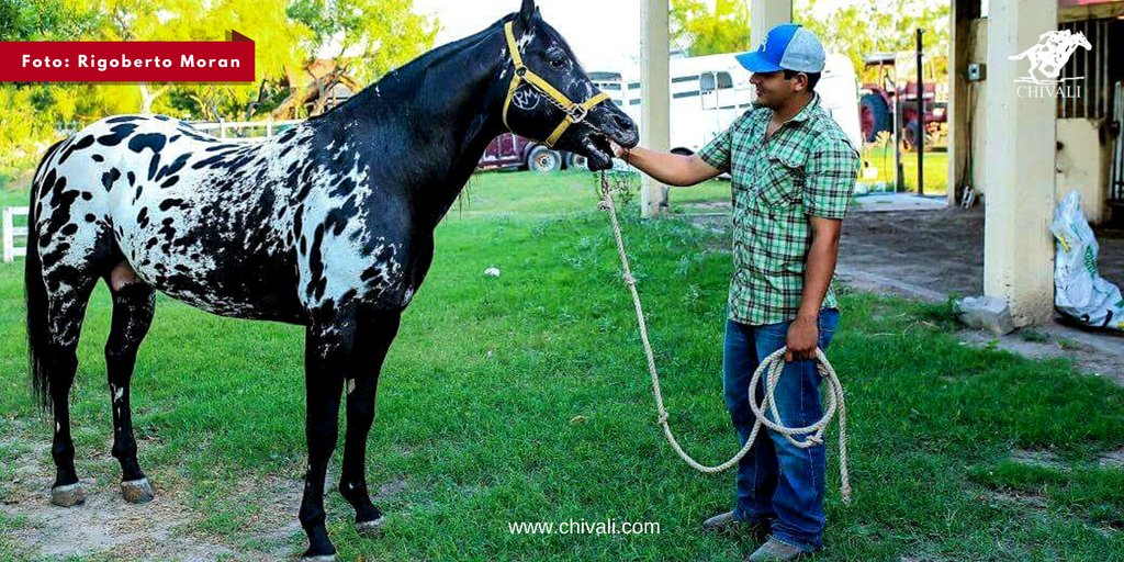 Nuestro amigo Rigoberto Moran nos comparte su foto en este #Miercoles #ConMiCaballo
