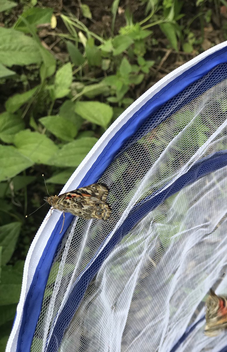 We released our butterflies today!  <a href="/FOSSscience/">FOSS Science</a> <a href="/BedwellSchool/">Bedwell Elementary School</a>