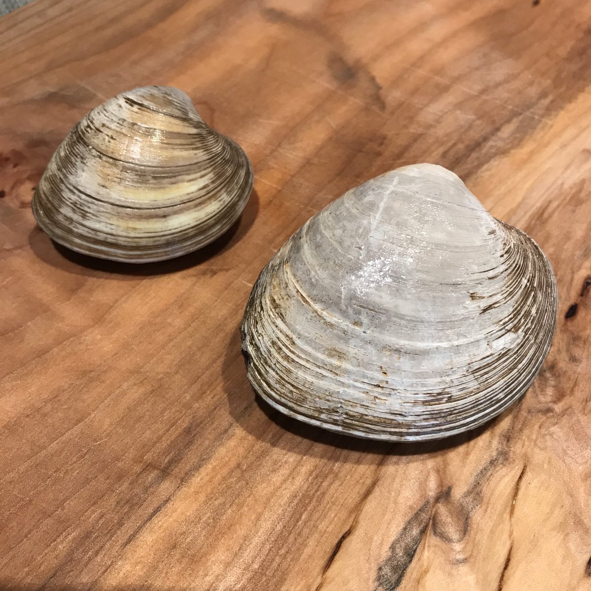 Wild & Live Seafoods tweet media