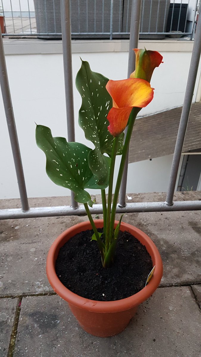 Seananocoistin's tweet photo. Táim an-sásta leis an zantedeschia seo. Is breá liom é. #zantedeschia #planda https://t.co/h26p9ecZqI