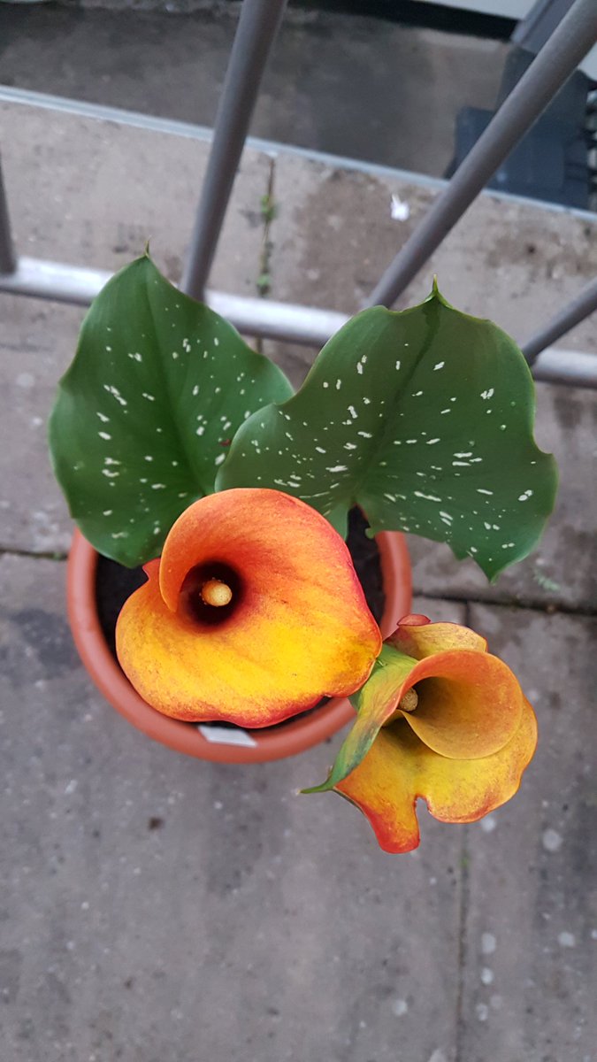 Seananocoistin's tweet photo. Táim an-sásta leis an zantedeschia seo. Is breá liom é. #zantedeschia #planda https://t.co/h26p9ecZqI