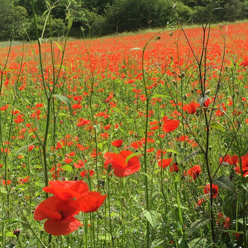 bucketlistfranc's tweet photo. Forget the fields of lavender or sunflowers, we have the most amazing fields of #poppies in South West France at the moment! #bucketlistfrance https://t.co/Z0NShtwjIm