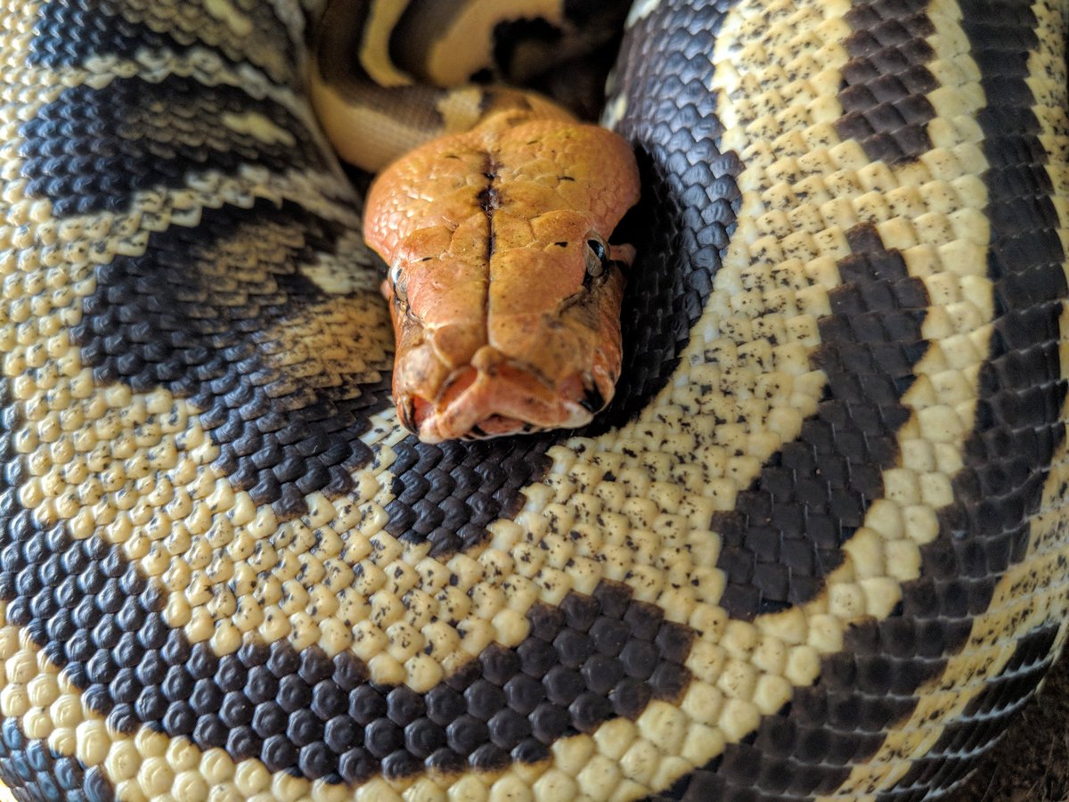 Keberyna's tweet image. Look at this beautiful chunker. #shorttailpython #snake #reptile #gandrayda