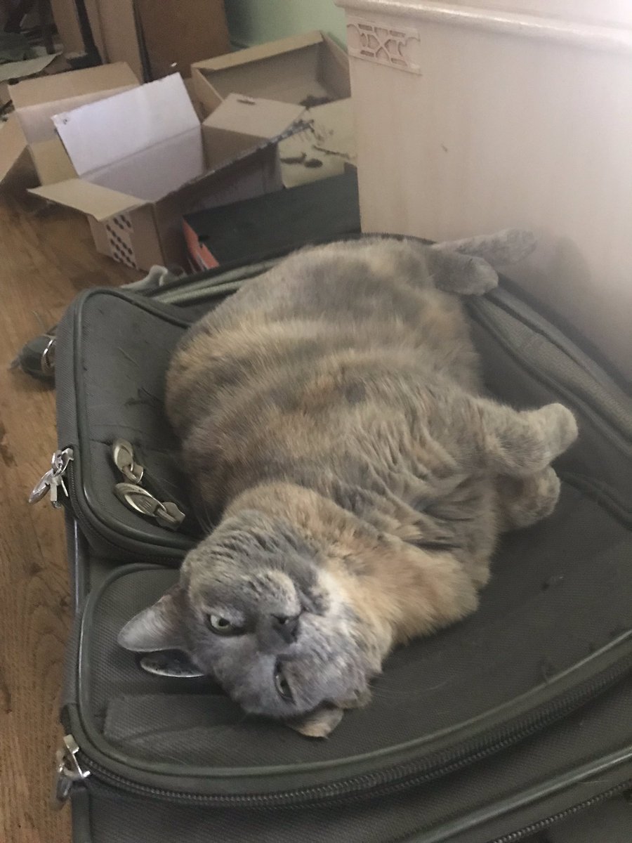 WilkesLydia's tweet photo. You shall not pack! #catsofrsa #RSA50 https://t.co/cNSahMsrfI