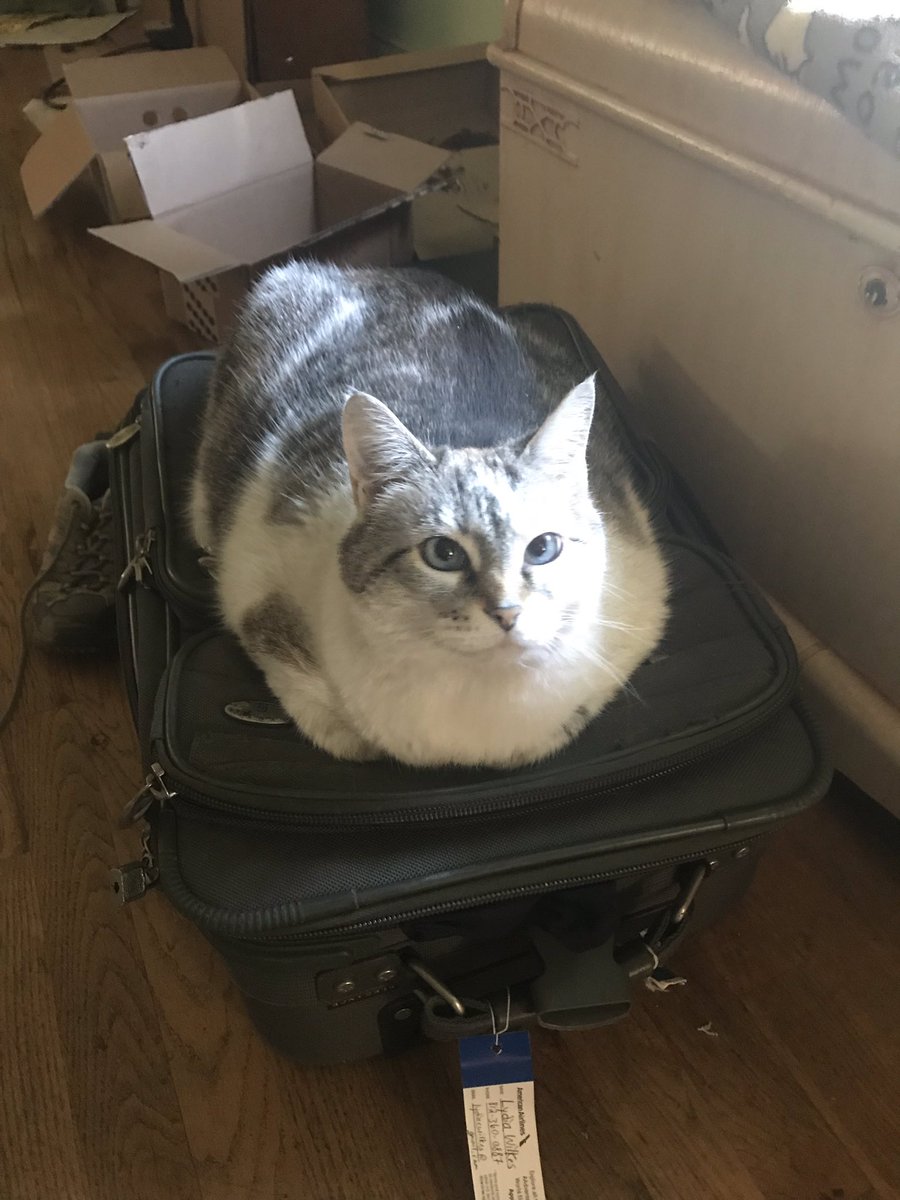 WilkesLydia's tweet photo. You shall not pack! #catsofrsa #RSA50 https://t.co/cNSahMsrfI