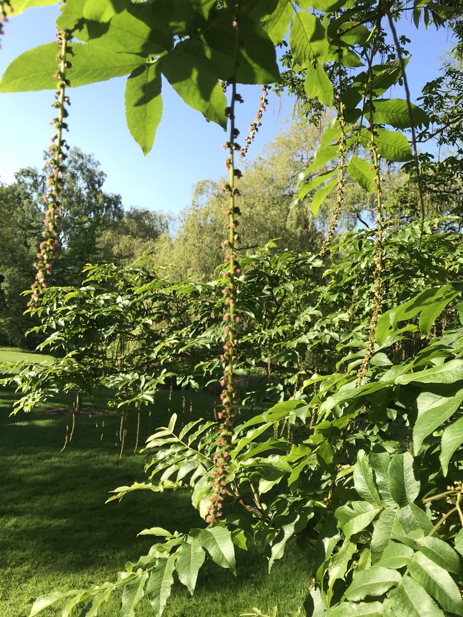 treelogicuk's tweet photo. Edinburgh botanical gardens https://t.co/Gn3F8kiKKk