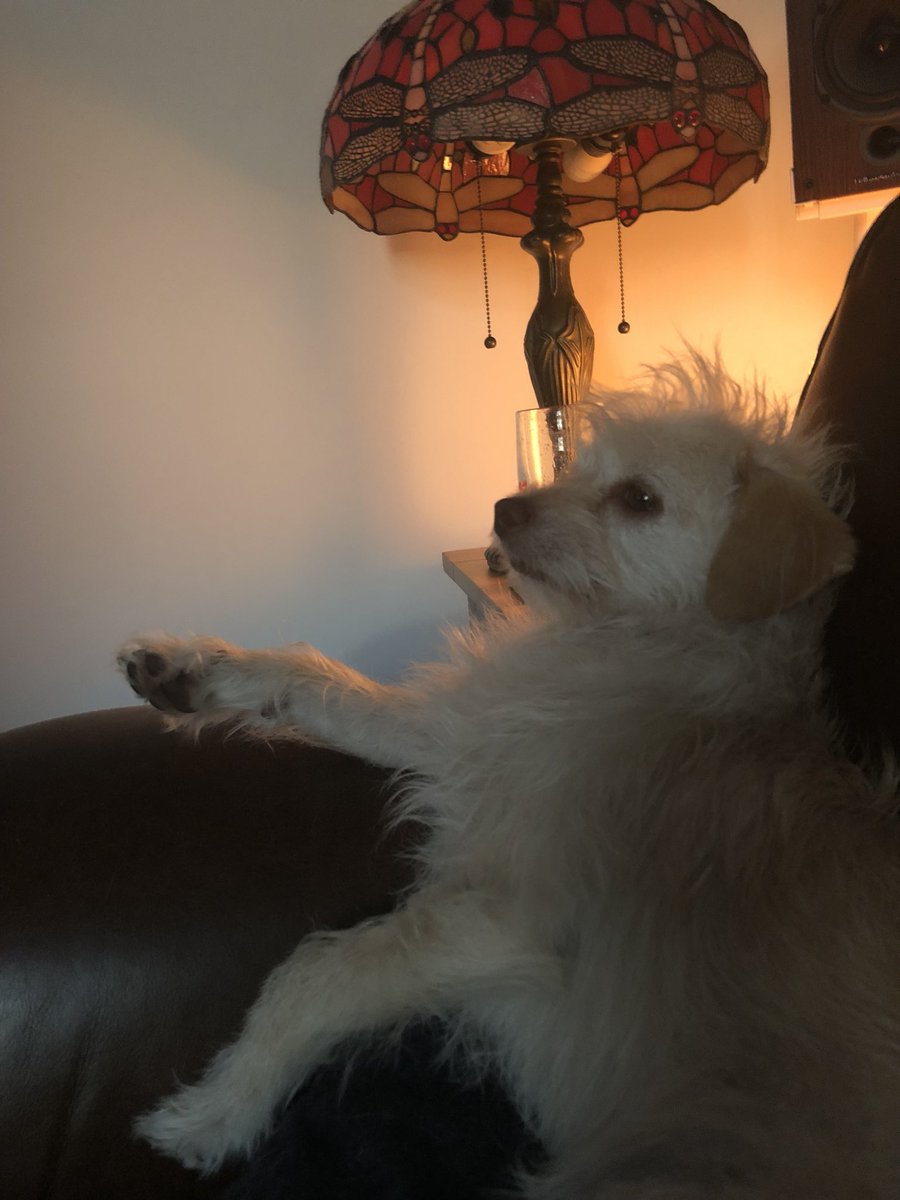 Triplet_Pups's tweet photo. Just chillin’ and watching #thesecretlifeofthezoo https://t.co/lEfV61orkH