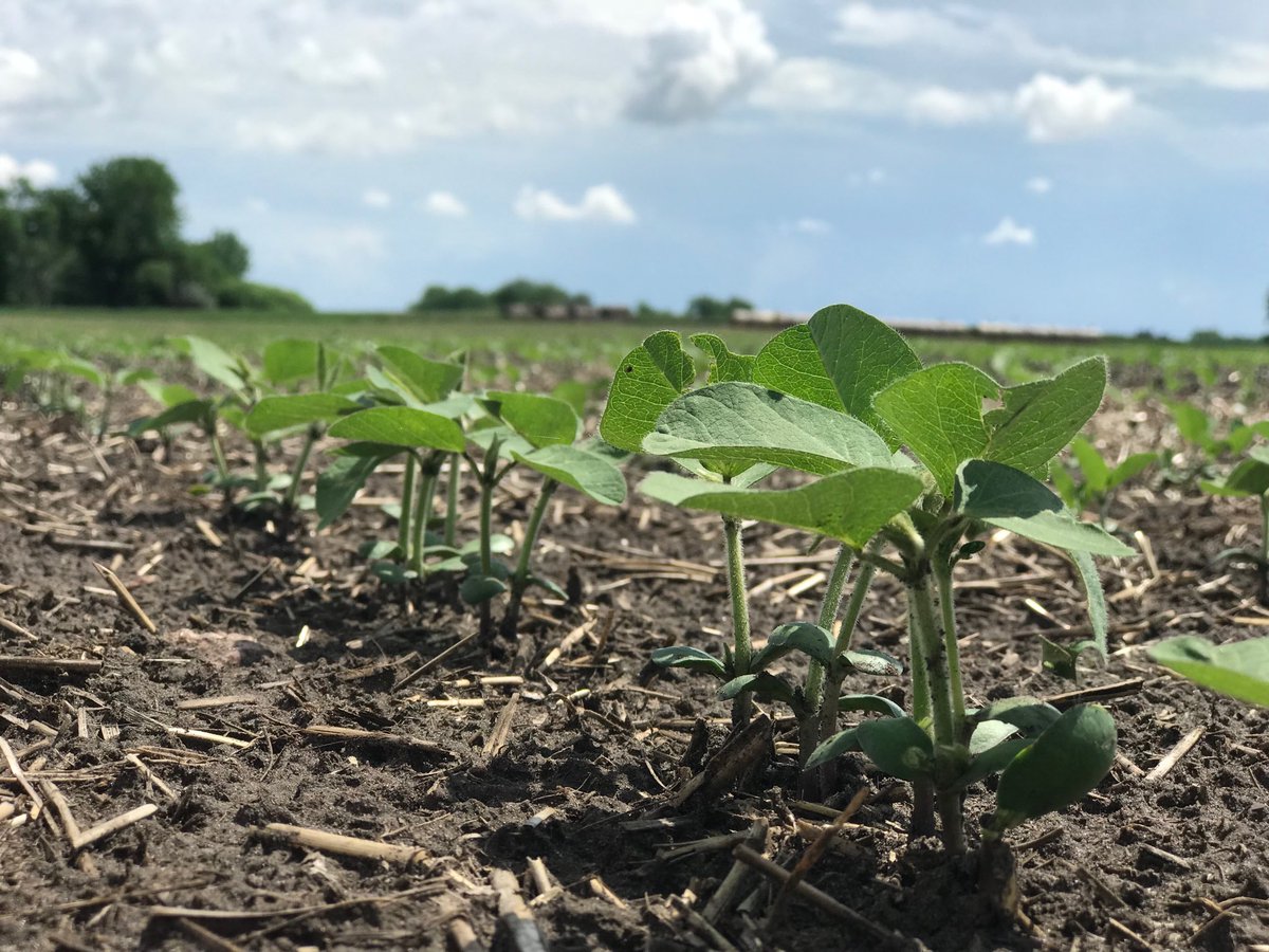 NSGeneticsUS's tweet photo. @NSGeneticsUS 0012R2 near Pingree, ND on 5/30/18. #igrowsoybeans https://t.co/6lVx2zJWMn