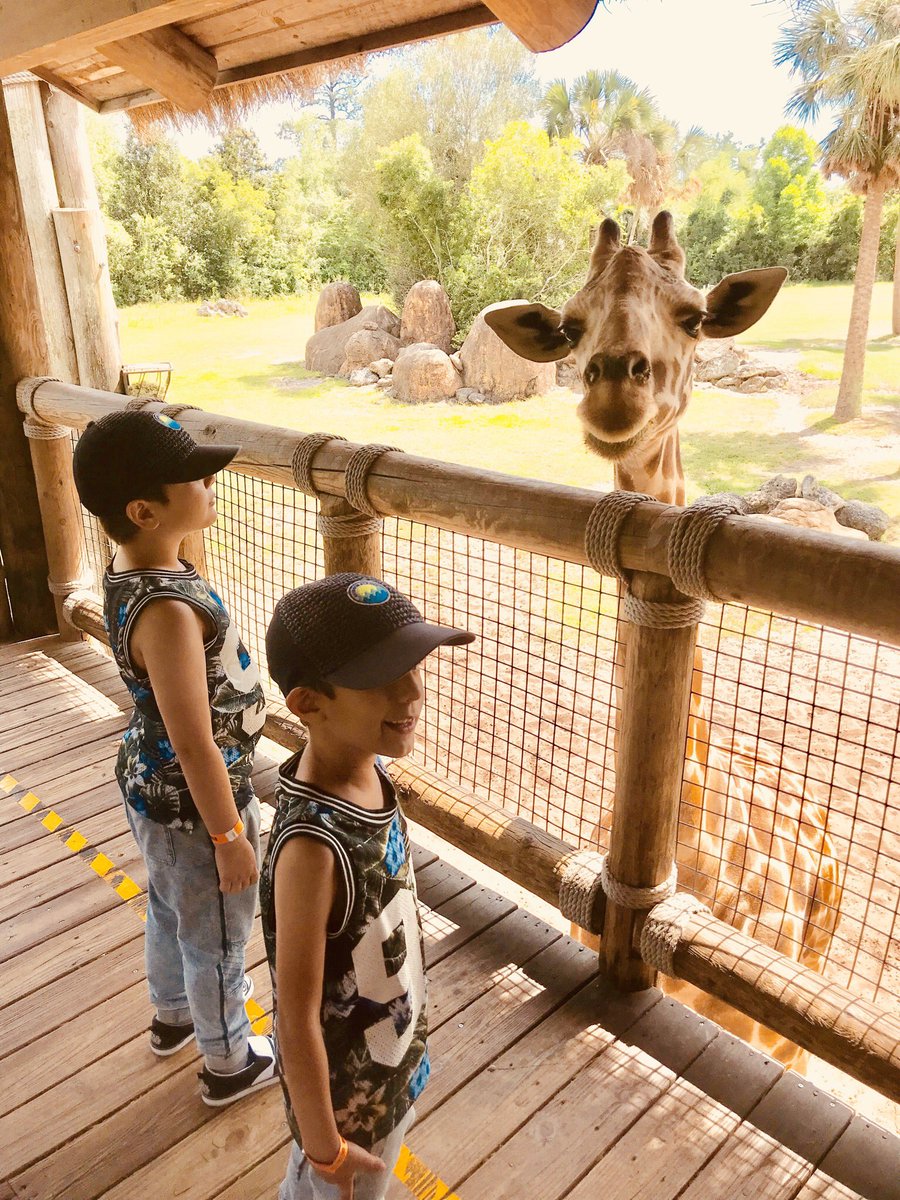 memoriesby_moni's tweet image. Captains don’t look now but there seems to be someone watching us! The Captain’s paparazzi is Mama/Gma! #livescienceclass #jacksonvillezooandgardens #giraffe #savetheanimals