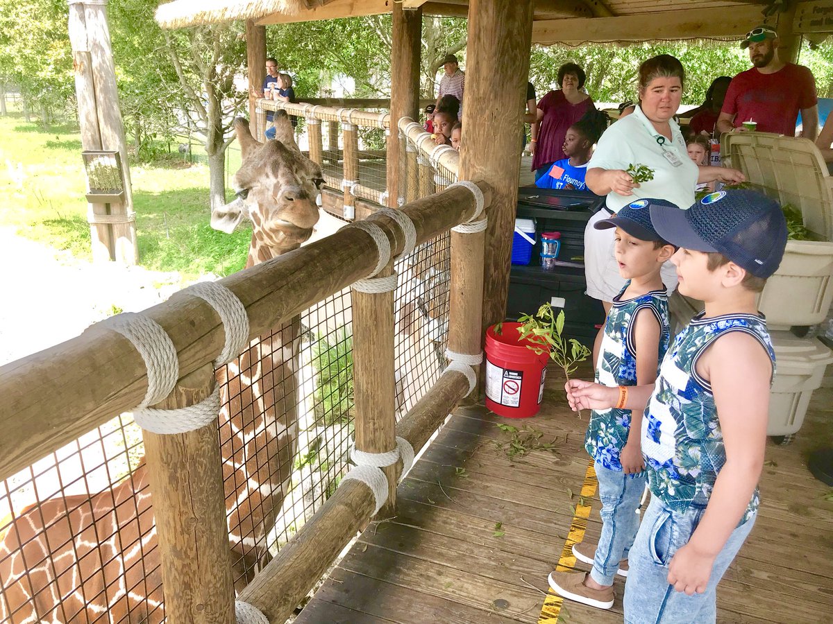memoriesby_moni's tweet image. Captains don’t look now but there seems to be someone watching us! The Captain’s paparazzi is Mama/Gma! #livescienceclass #jacksonvillezooandgardens #giraffe #savetheanimals