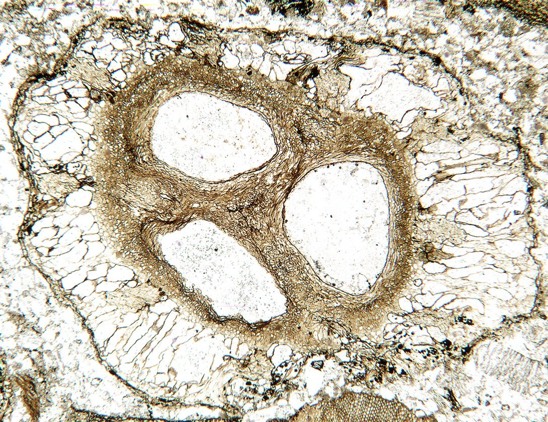 ScientistFollow's tweet photo. Spotlight time! 🎉 Brian @BrianAtkinology is a #paleobotany p-doc @KansasUniv studying #fossils to better understand evolutionary patterns &amp; relationships of flowering plants + conifers- focusing on anatomically preserved #plants from the Mesozoic 🌺 #FollowThatScientist #scicomm https://t.co/XK2tlQcI63