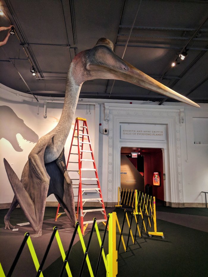 Field Museum on X: Pterosaur flock has landed! 🛬 Rhamphorhynchus (top  right) and Pteranodon (left) are awaiting installation in our main hall.  Quetzalcoatlus is settling in outside of Evolving Planet. Learn more
