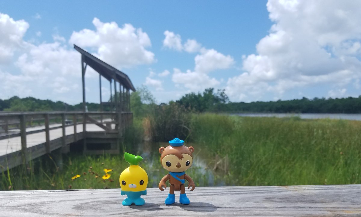 MEarthprime's tweet photo. On #WorldOtterDay I thought why not add in some #toypictures so enjoy (or not) #Octonauts #Shellington & #Tunip visit the #SeaCenter #Texas in #LackJackson
@meomiCloud @Octonauts @TPWDnews https://t.co/LJPXD1NDlG