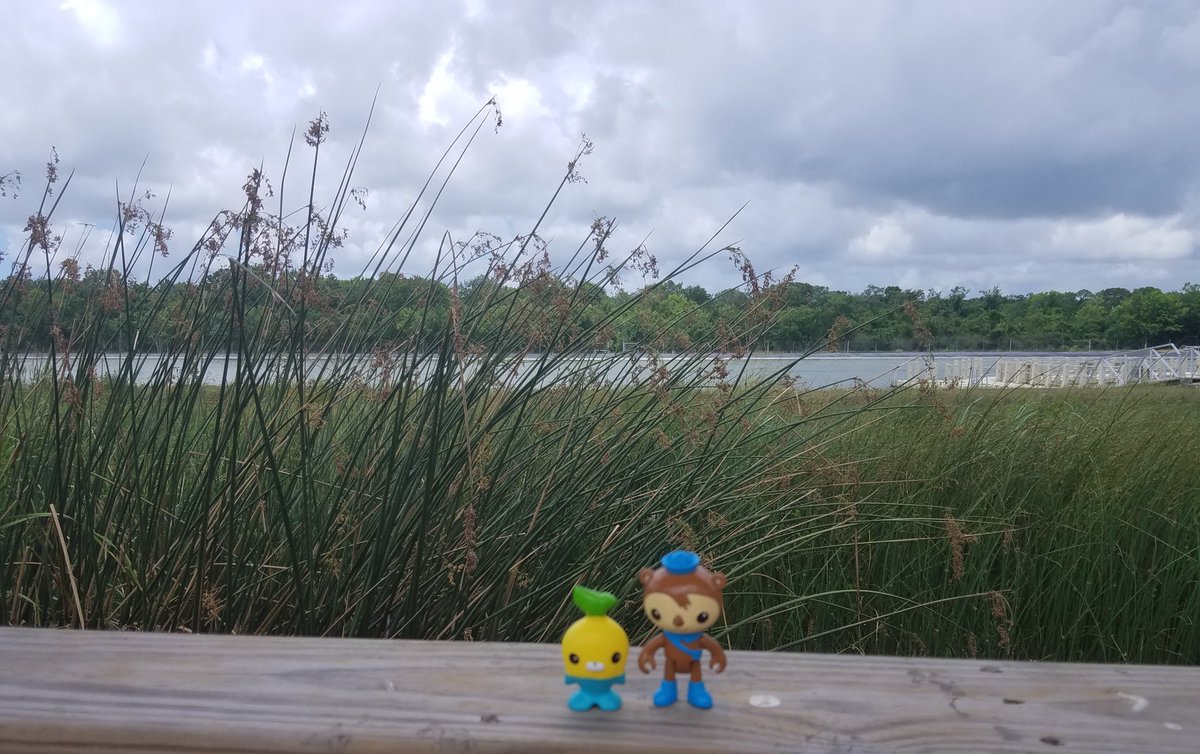 MEarthprime's tweet photo. On #WorldOtterDay I thought why not add in some #toypictures so enjoy (or not) #Octonauts #Shellington & #Tunip visit the #SeaCenter #Texas in #LackJackson
@meomiCloud @Octonauts @TPWDnews https://t.co/LJPXD1NDlG