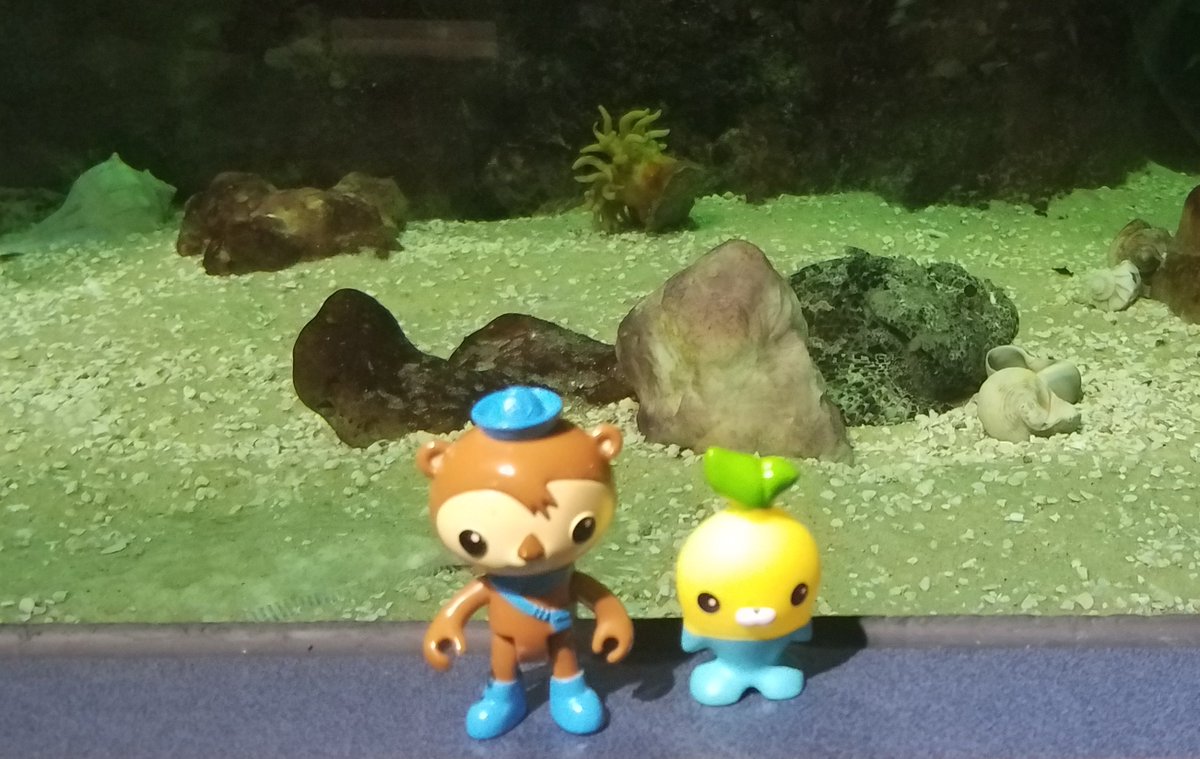MEarthprime's tweet photo. On #WorldOtterDay I thought why not add in some #toypictures so enjoy (or not) #Octonauts #Shellington & #Tunip visit the #SeaCenter #Texas in #LackJackson
@meomiCloud @Octonauts @TPWDnews https://t.co/LJPXD1NDlG