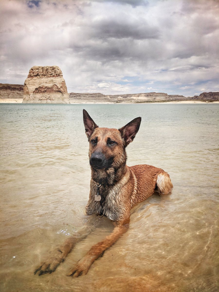 0ptimissed's tweet photo. Doing positions in Lake Powell!
#malinois #K9 #Arizona #roadtrip #frenchring #neverstoptraining https://t.co/VLbN6pgi1c