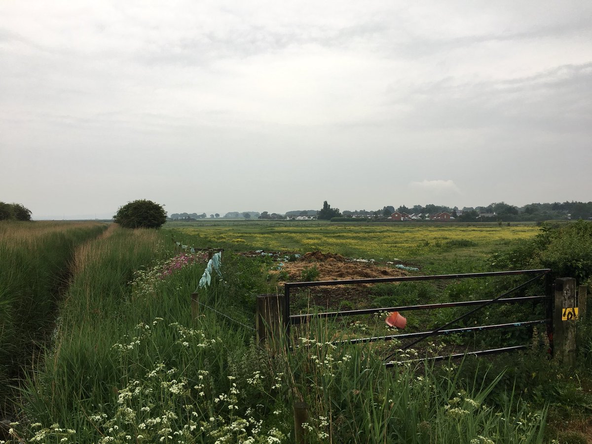 daveliverbirder's tweet photo. Pretty miserable quiet evening around patch tonight, including a #quailfail with @IanIgglesden Tawny Owl in Hale Park, 2 LRP and a single flavissima the only birds of mention #birding #pwc2018 https://t.co/Po4nPoQAHX