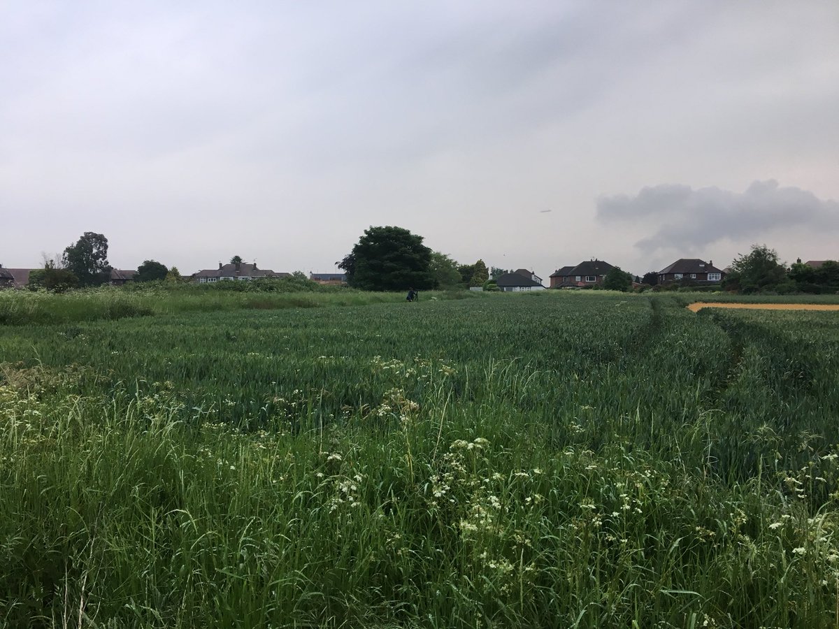 daveliverbirder's tweet photo. Pretty miserable quiet evening around patch tonight, including a #quailfail with @IanIgglesden Tawny Owl in Hale Park, 2 LRP and a single flavissima the only birds of mention #birding #pwc2018 https://t.co/Po4nPoQAHX