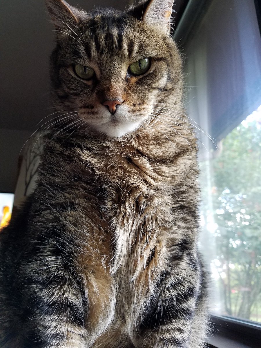 silk_toby's tweet photo. My cat is a majestic beast who could kill ya in a second. Come @ him. https://t.co/MdKagTEsXv