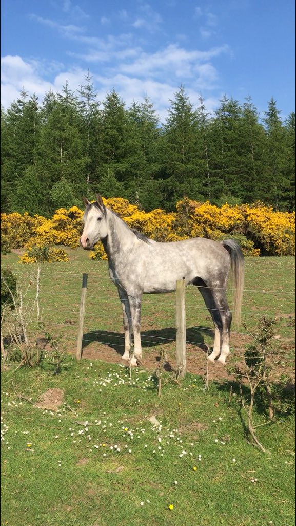 blackislestud's tweet photo. Hasani enjoying the sunshine 🌞 https://t.co/47dHAUPXmH