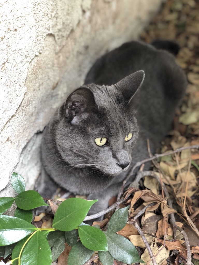 CocoConfession's tweet image. What a stud muffin. 😻
🖤💚🖤💚🖤

#boogs