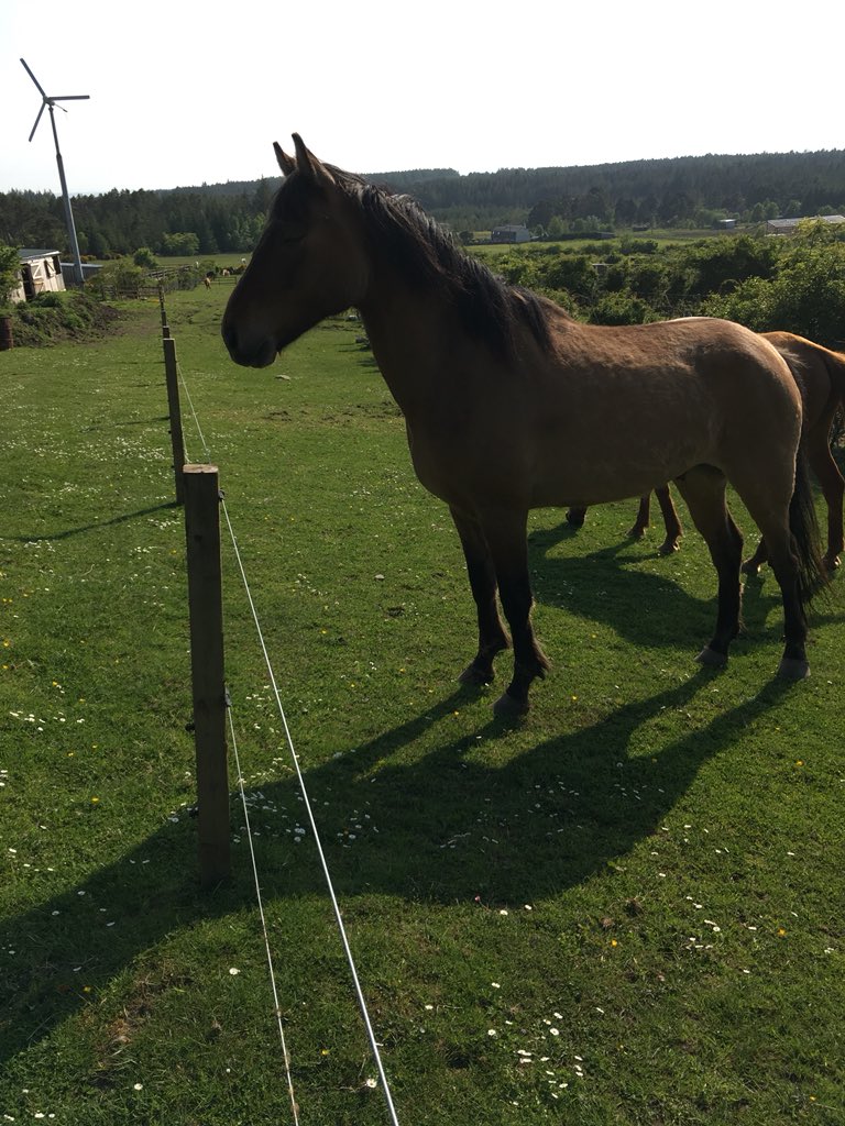 blackislestud's tweet photo. Highland Fling looking gorgeous.  He appears to have had a growth spurt. https://t.co/sTMjX1kEIK