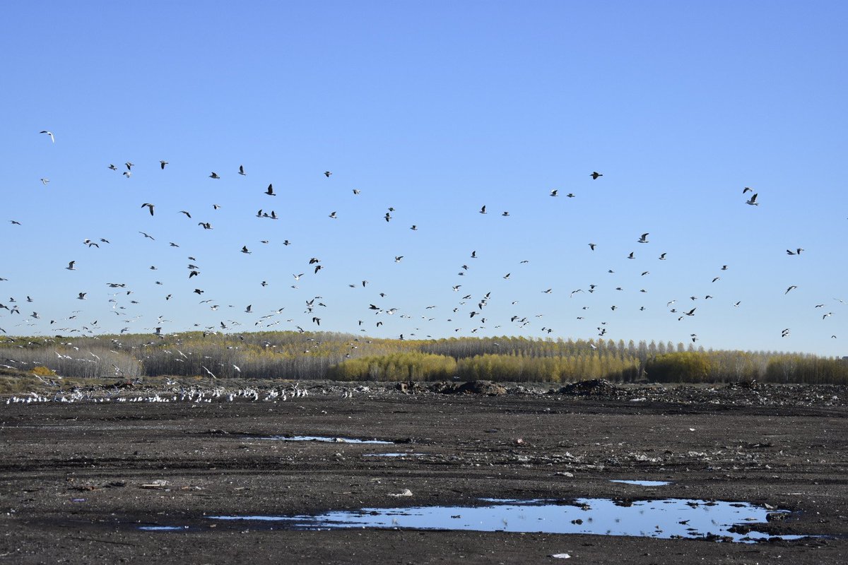 En #Cipolletti la <a href="/MuniCipolletti/">Municipio Cipolletti</a> realizó mejoras funcionales y estructurales en el basurero municipal.
Incorporó controles en el ingreso y tratamiento de residuos para disminuir el impacto ambiental.
@IntTortoriello #Residuos #Municipales