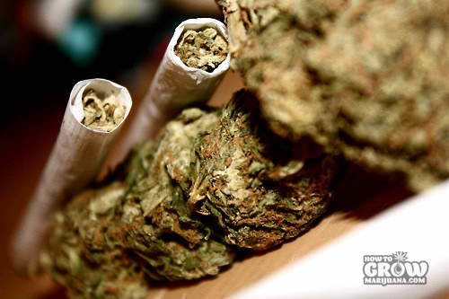 GrowBigBuds's tweet photo. What is your favourite weed myth?

https://t.co/XKHiDkMG6q

#growmarijuana #CannabisCup #IAmCannabis 
@cheephomegrow @UncleTweezy @realmedicineMI @elsupersativa @mmatyree @spliffseeds @SkunkClones @mzstoned @HighImHarvey @IAmSoBaked @PhillyPotPod @New_Green_Daily @EXPERTJOINTS https://t.co/xSixSzkg9h