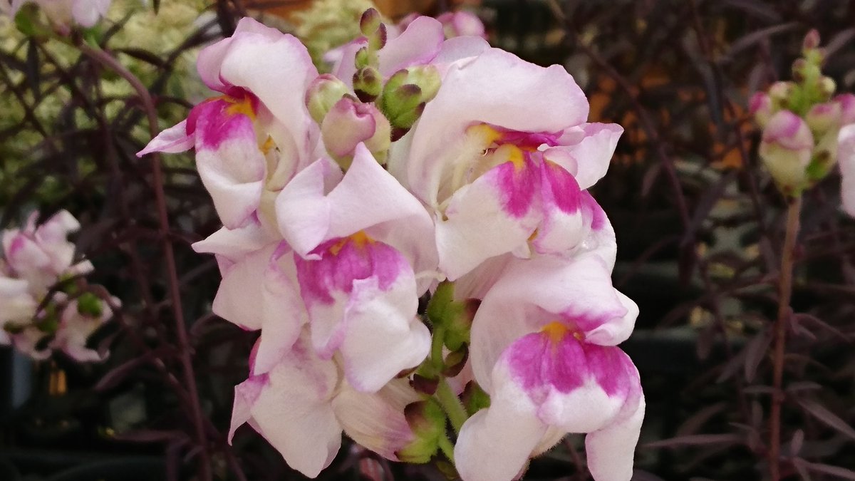 ひろちゃん おはようございます 今日は曇りですが 雨の降る可能性があり 一時的に強まることもあり 落雷や突風にも注意が必要です 写真は左の上からディアジア モーニングミストにアンゲロニア 右の上がキンギョソウ ブロンズドラゴンにルドベキア