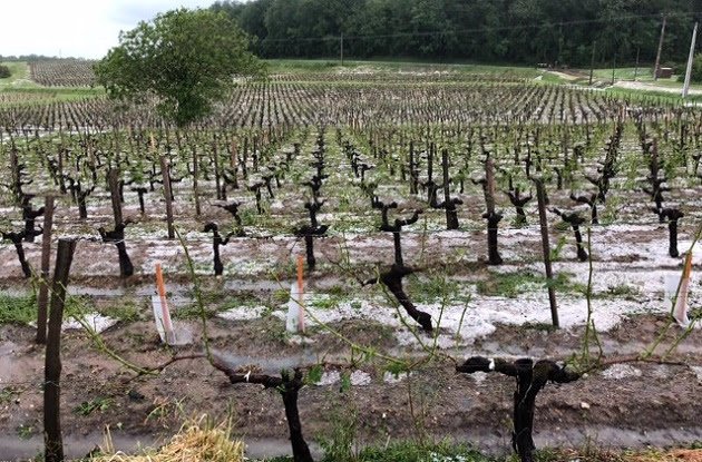 maritimewine's tweet photo. #bordeaux https://t.co/NcAr9V5gcd https://t.co/mMfizmEC3m