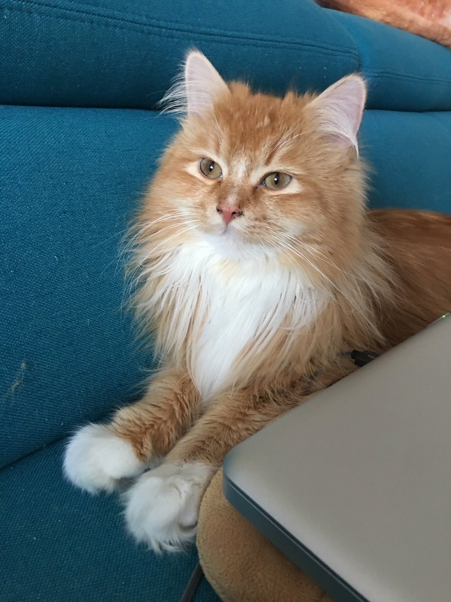 schmuseflusen's tweet photo. Judging you. https://t.co/Y7Yubm3qGT