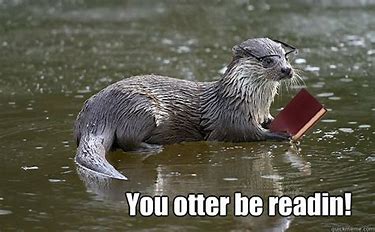 acfl_mh's tweet photo. Hopefully you havent seen TOO many otter bad puns today #WorldOtterDay https://t.co/lPTFUm678F