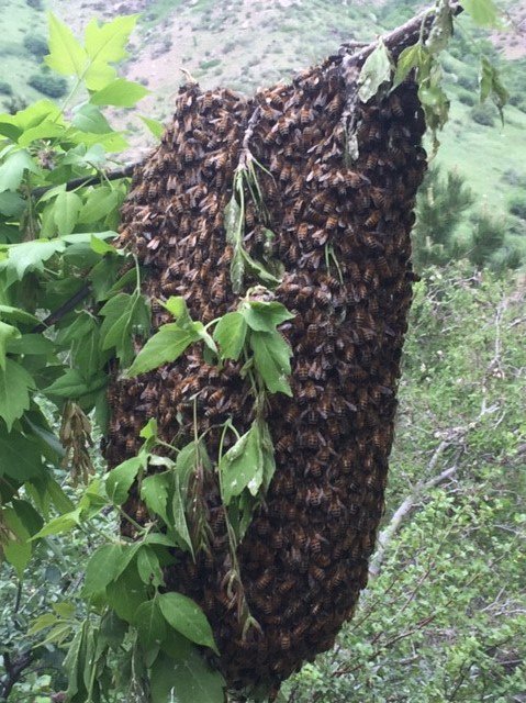 Swarms of honeybees are common mid-May-late June as hives grow too large and the queen leaves with a portion of the colony to search of a new home. Bee swarms are not typically aggressive, but as with all wildlife, it’s always good to give them space. #wildlifewednesday
