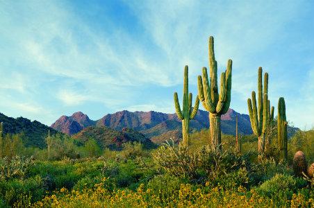FilmWithPPS's tweet photo. Looking for locations for your next #videoshoot? Here are a few reasons why you should choose Arizona! https://t.co/uojWZHUjLs #videoproduction #video #videostrategy #videolocation https://t.co/J71K5H3hux