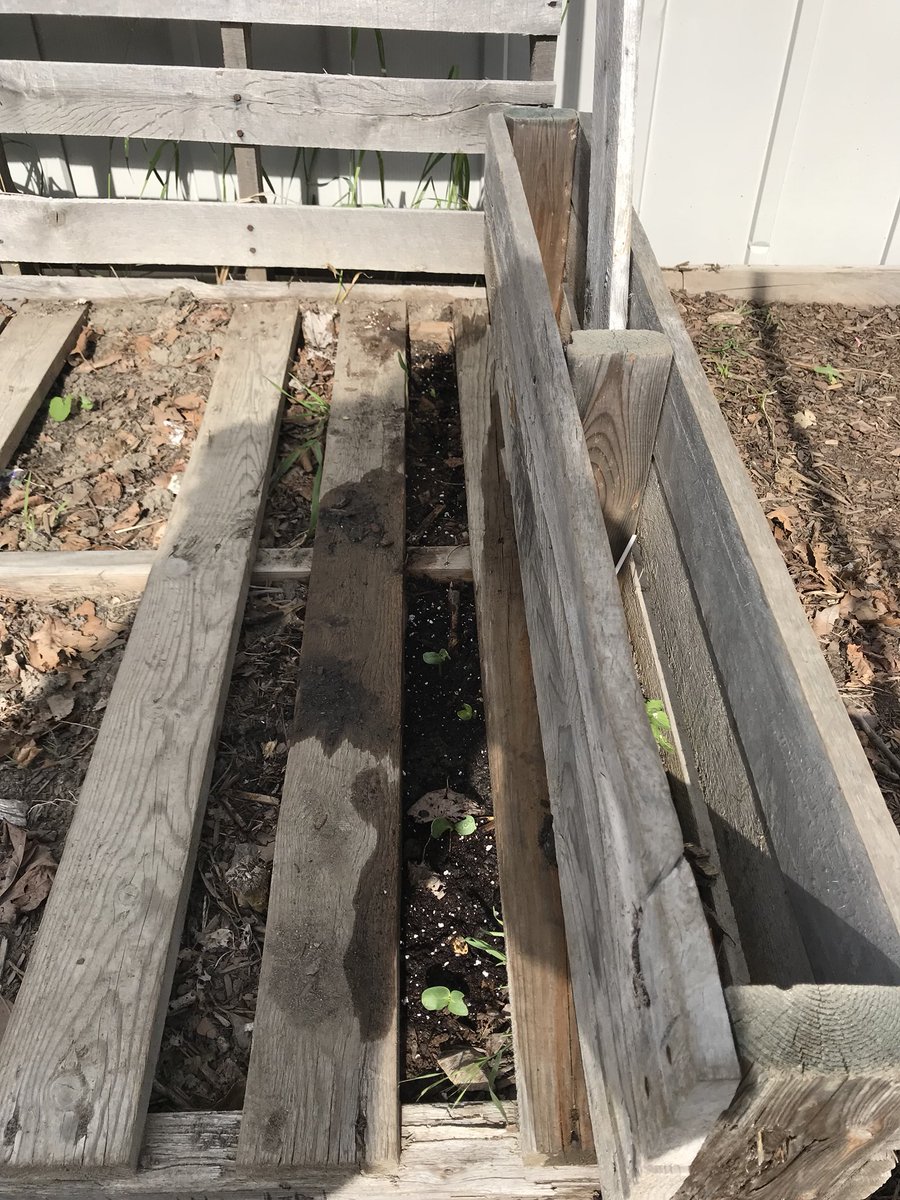 mllemolzanclass's tweet photo. Watering the sunflowers and seeing the sprouts of the extra seeds we planted growing! 🌻@KPSgarden @KingsvilleCobra https://t.co/3GBmTlAeO0
