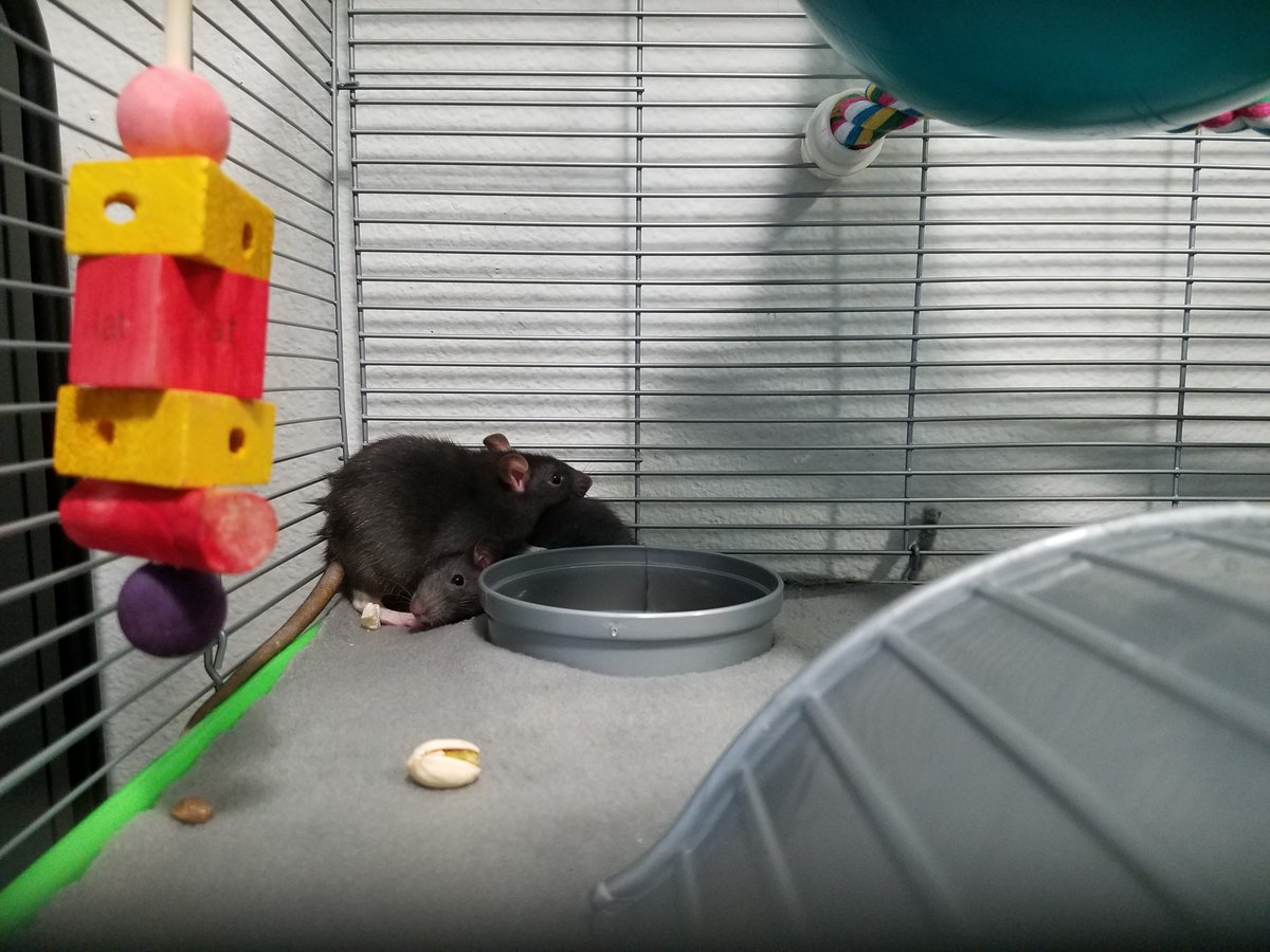 Riley1pup's tweet photo. Ratties! I am a proud Rat Daddy now! <3 https://t.co/7I1GWBipN2