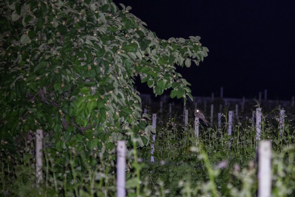 RevNJ's tweet photo. #nightjars, always in for a surprise. #ornithology #fieldwork #swiss @Vogelwarte_scie @LeicaBirding @FRC_UHasselt @CMK_Uhasselt #club51noordlimburg #profipaint https://t.co/fKA3nEcWcF