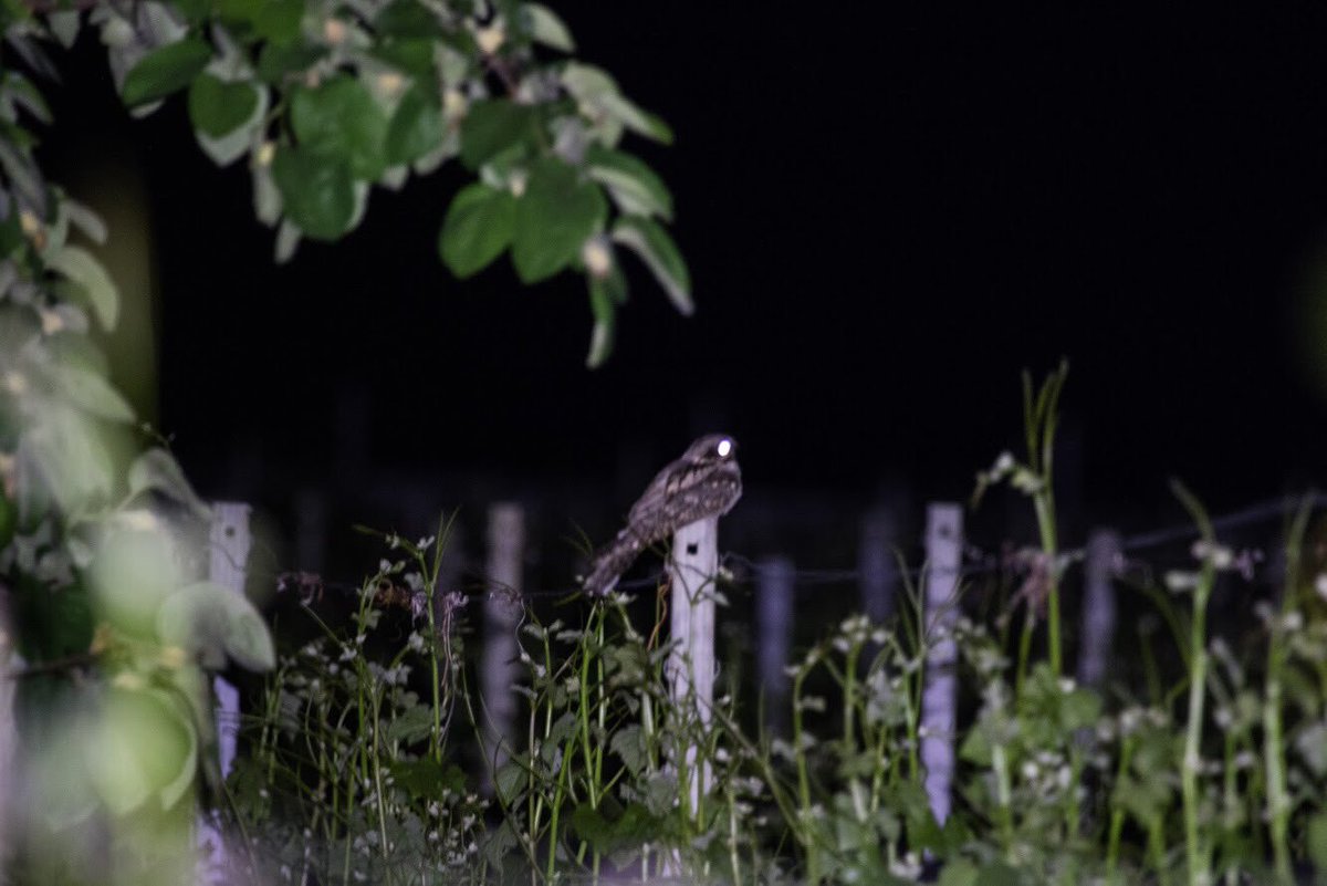 RevNJ's tweet photo. #nightjars, always in for a surprise. #ornithology #fieldwork #swiss @Vogelwarte_scie @LeicaBirding @FRC_UHasselt @CMK_Uhasselt #club51noordlimburg #profipaint https://t.co/fKA3nEcWcF