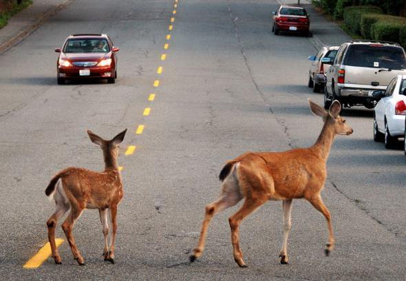 WisconsinDOT's tweet photo. June is a top month for deer vs. auto collisions. Learn why, what you can do to avoid one and how to report car-killed-deer for disposal https://t.co/kNEFgZG4b9 https://t.co/wYzmMOVlao