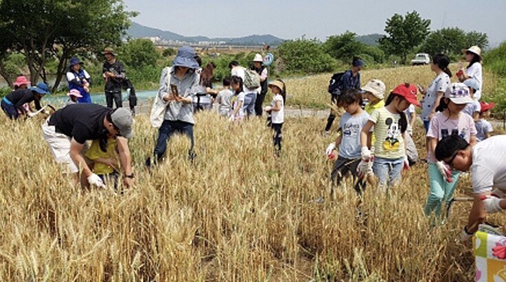 #성남시는 ‘제3회 추억의 우리 밀 수확 체험’ 행사에 참여할 70가족(약 300명)을 모집합니다. 
신청은 오는 6월 1일 오전 9시부터 성남환경운동연합 홈페이지를 통해 하면 됩니다.  가족당 최대 5명까지 신청할 수 있습니다. #성남시 #첨단산업과