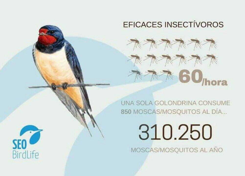 squalius's tweet photo. 📌Los números:
(Moscas/mosquitos consumidos)
✔ 60/hora
✔ 850/día
✔ 310.250/año

📌El pájaro:
La golondrina 🐦

Insecticida natural volante 😎. Ya sabéis, cuidad sus nidos🐣🐣

📸 @SEO_BirdLife https://t.co/Sy9N0qnU9O