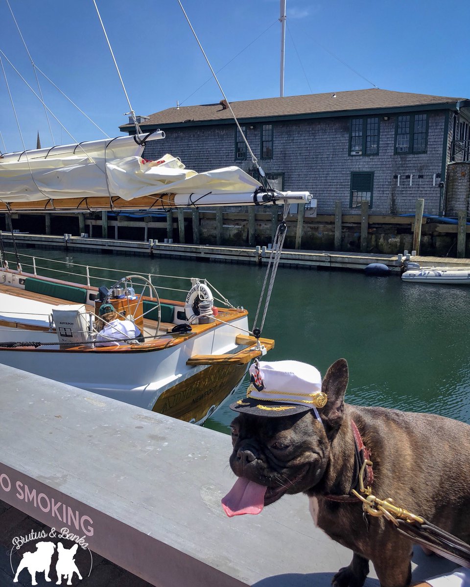 BrutusandBanks's tweet photo. Thanks to Port of Paws in Newport, RI, for the awesome hat! Captain Banks enjoyed all of the attention he got around Newport today!!! #BrutusandBanksVisitRhodeIsland #401Love #MyRIStory #DiscoverRI #VisitRhodeIsland #TheOceanState #NewEngland #TravelingPups https://t.co/2hc3F0PSUM