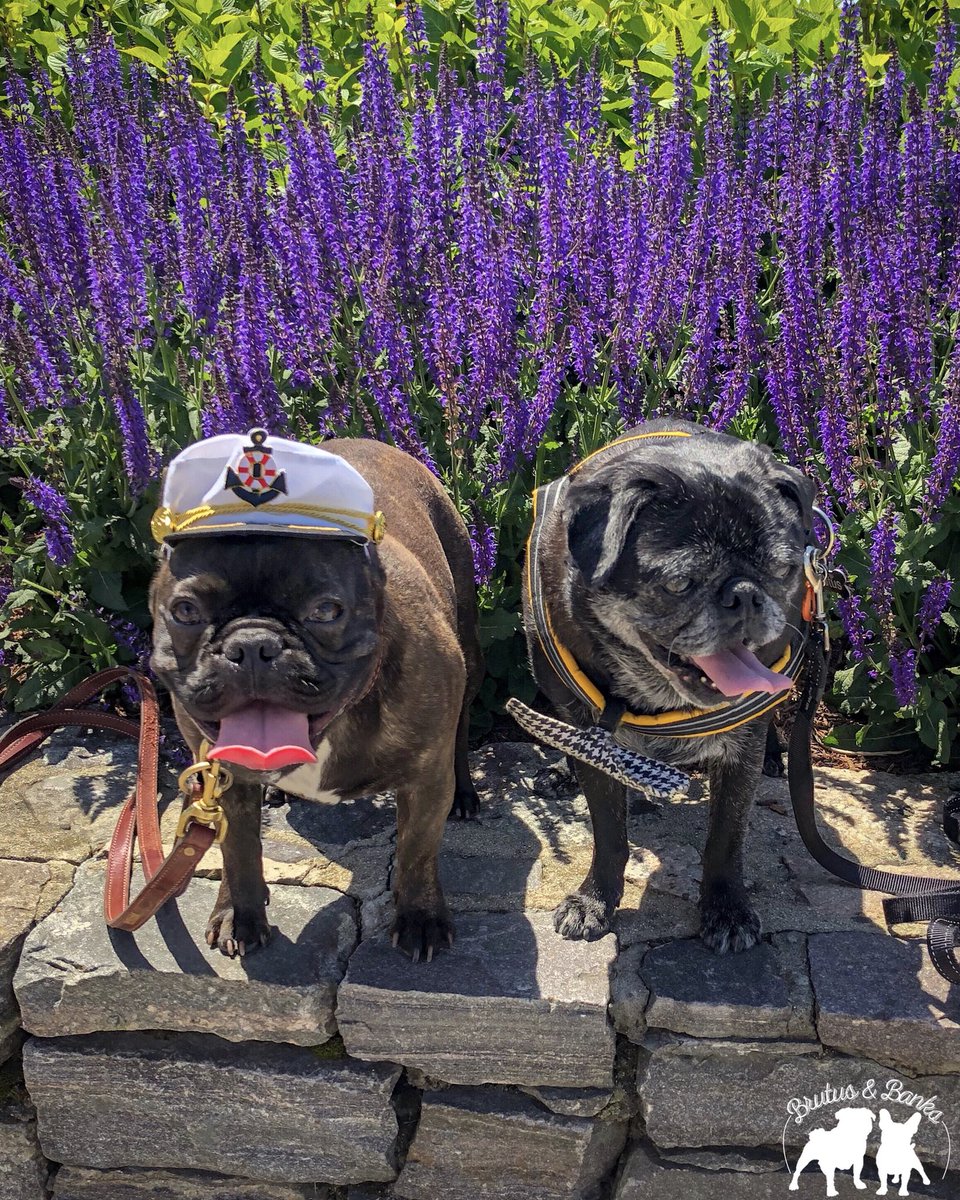 BrutusandBanks's tweet photo. Thanks to Port of Paws in Newport, RI, for the awesome hat! Captain Banks enjoyed all of the attention he got around Newport today!!! #BrutusandBanksVisitRhodeIsland #401Love #MyRIStory #DiscoverRI #VisitRhodeIsland #TheOceanState #NewEngland #TravelingPups https://t.co/2hc3F0PSUM
