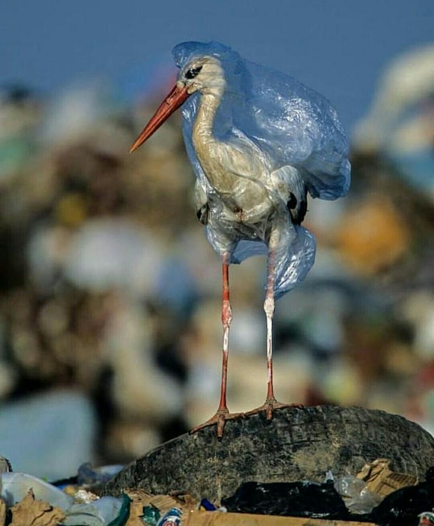 LuisOlavarrieta's tweet photo. Hoy leí que en el 2050 habrá más plástico que peces en el mar. 

Luego vi esta foto de una cigüeña atrapada por una bolsa en un vertedero de basura. El autor John Cancalosi, la salvó de morir asfixiada.

El daño que hace el plástico al planeta es una realidad que amenaza la vida. https://t.co/FTnMxJhHgJ